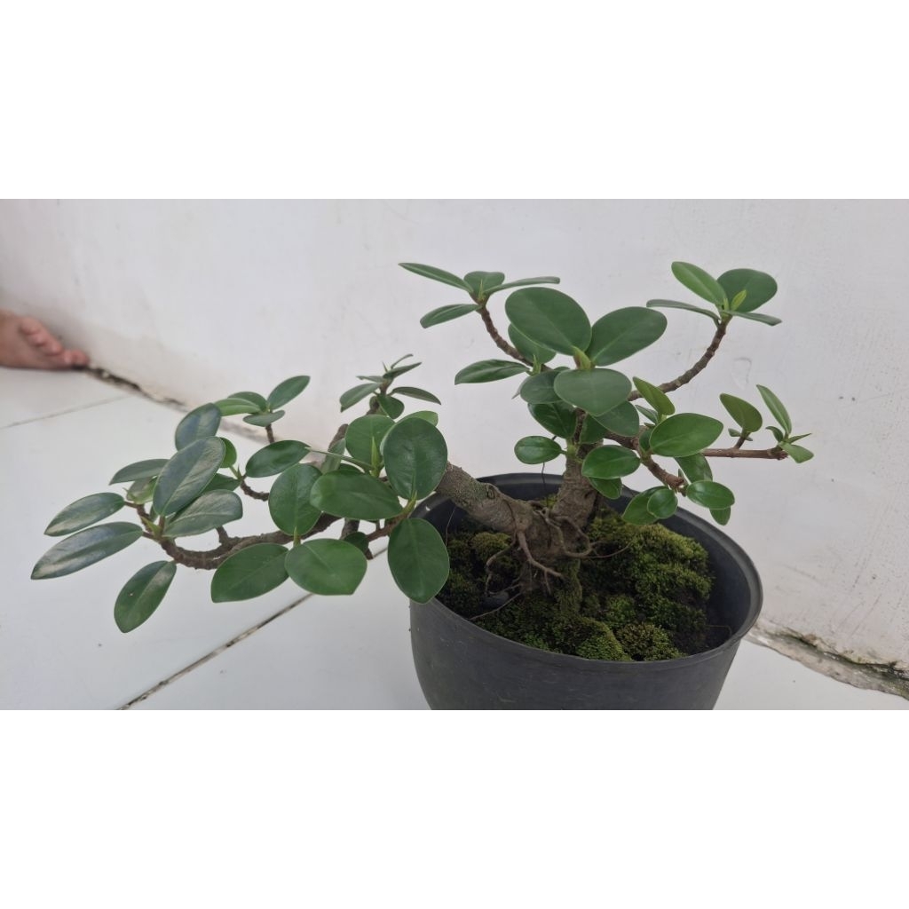 Bonsai Beringin Dollar