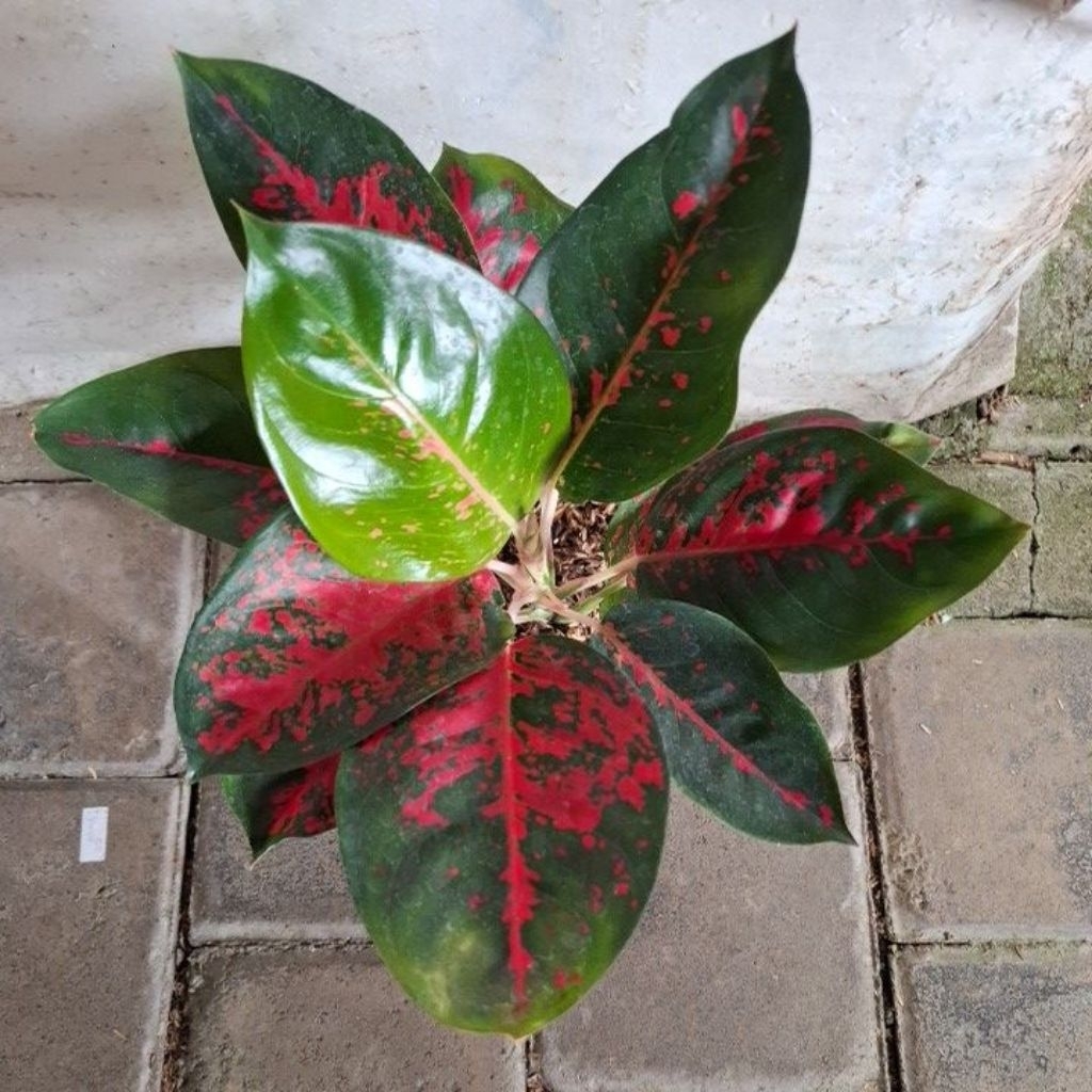 aglonema suksom jaipong batik