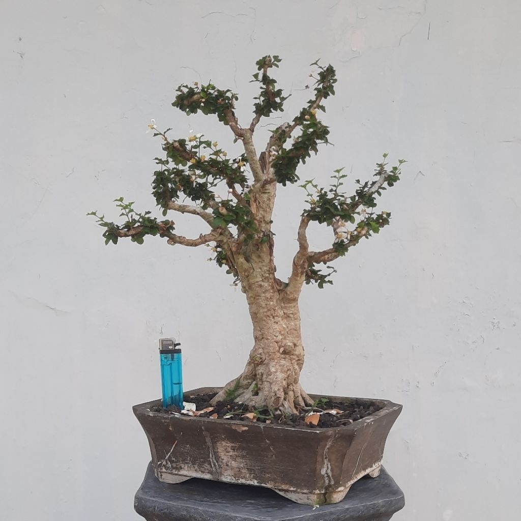 bonsai mirten duri realpict