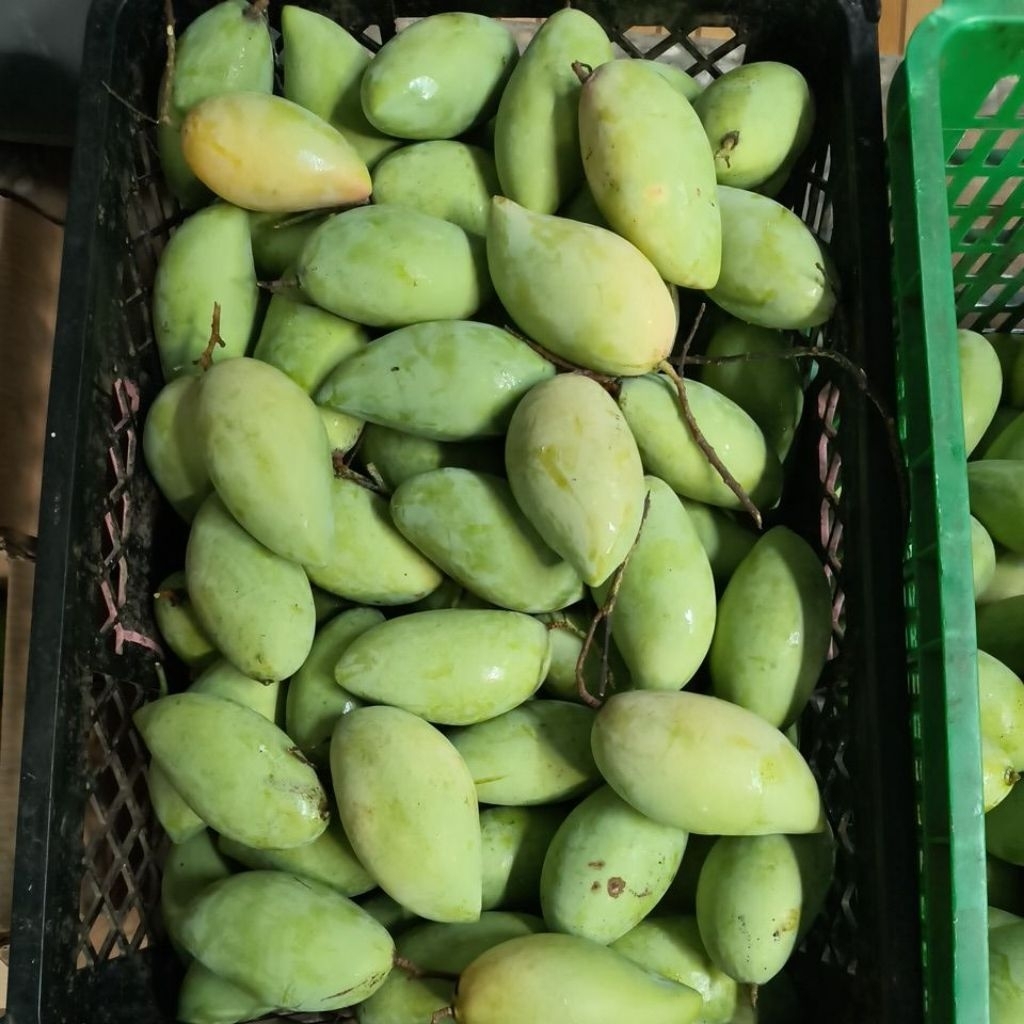 5kg mangga golek madu