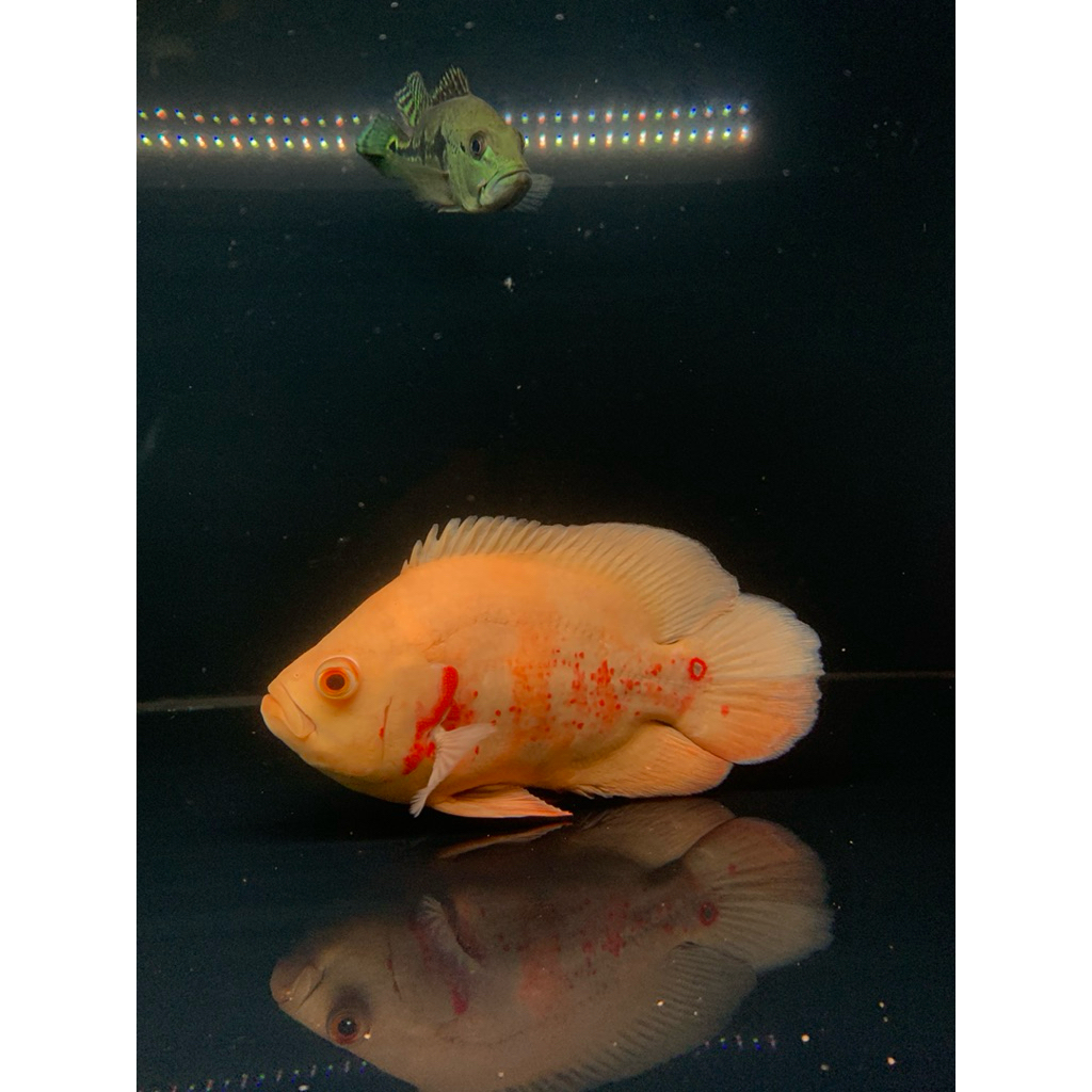 oscar tiger albino JUMBO (SSB) 5-6jari