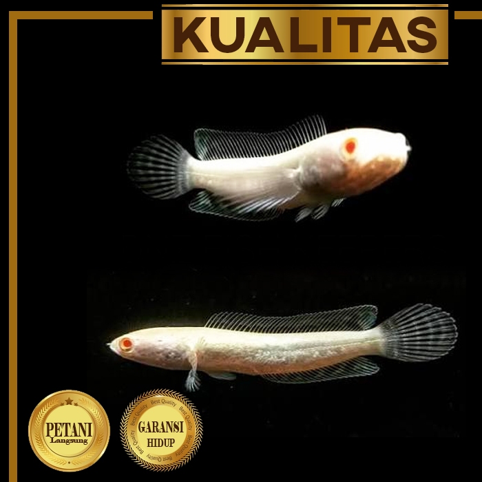 Channa Striata Albino Ikan Hias Aquascape Predator Hiasan Aquarium Tanaman Air