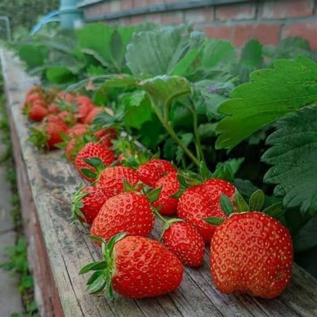 Jual bibit strawberry jumbo manis