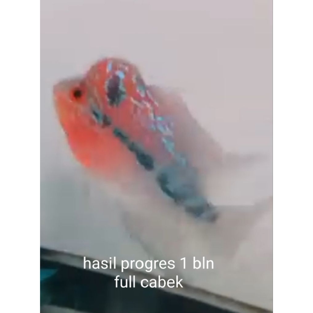 pakan louhan cilnong