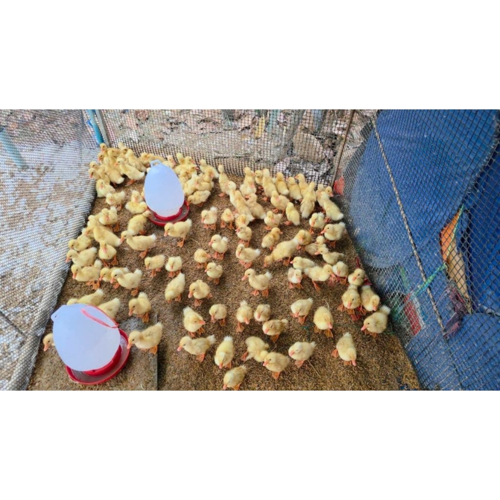100 Ekor DOD Peking Anak Bebek Peking Pedaging Anakan BANDUNG