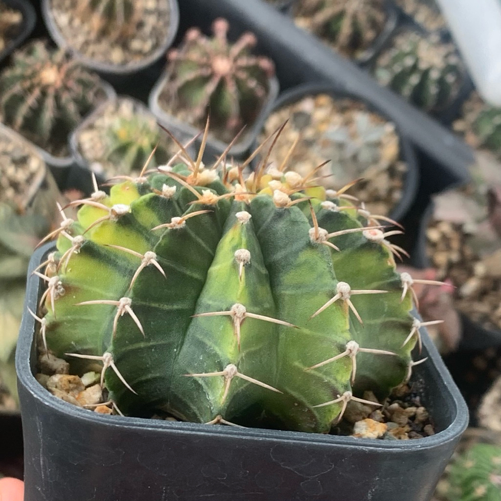 8fq Gymnocalycium LB Hybrid Varigata kaktus gymno var orange miha 2178 ribs lb2178 tanaman hias hidu