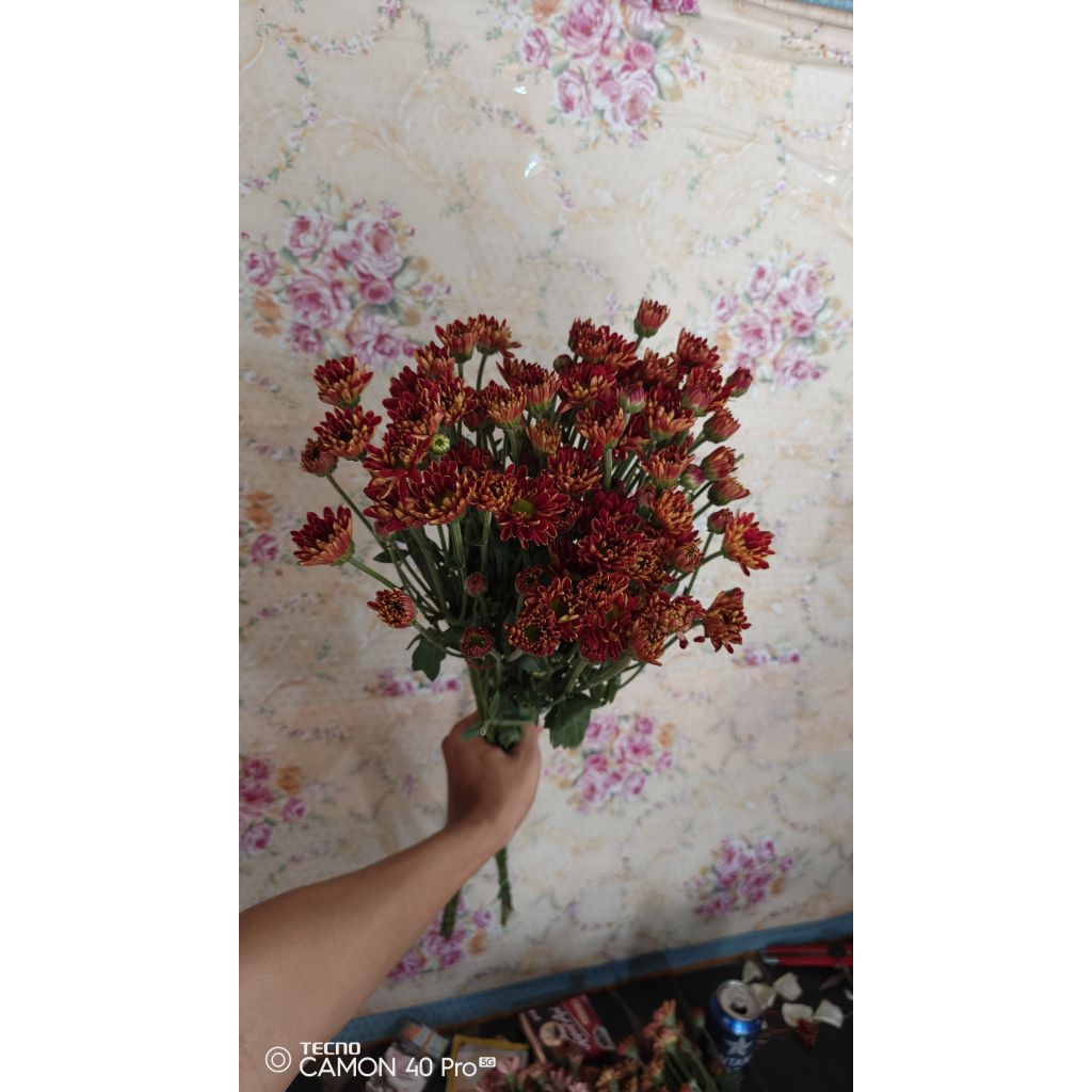 Bunga krisan warana merah maroon isi 5 tangkai