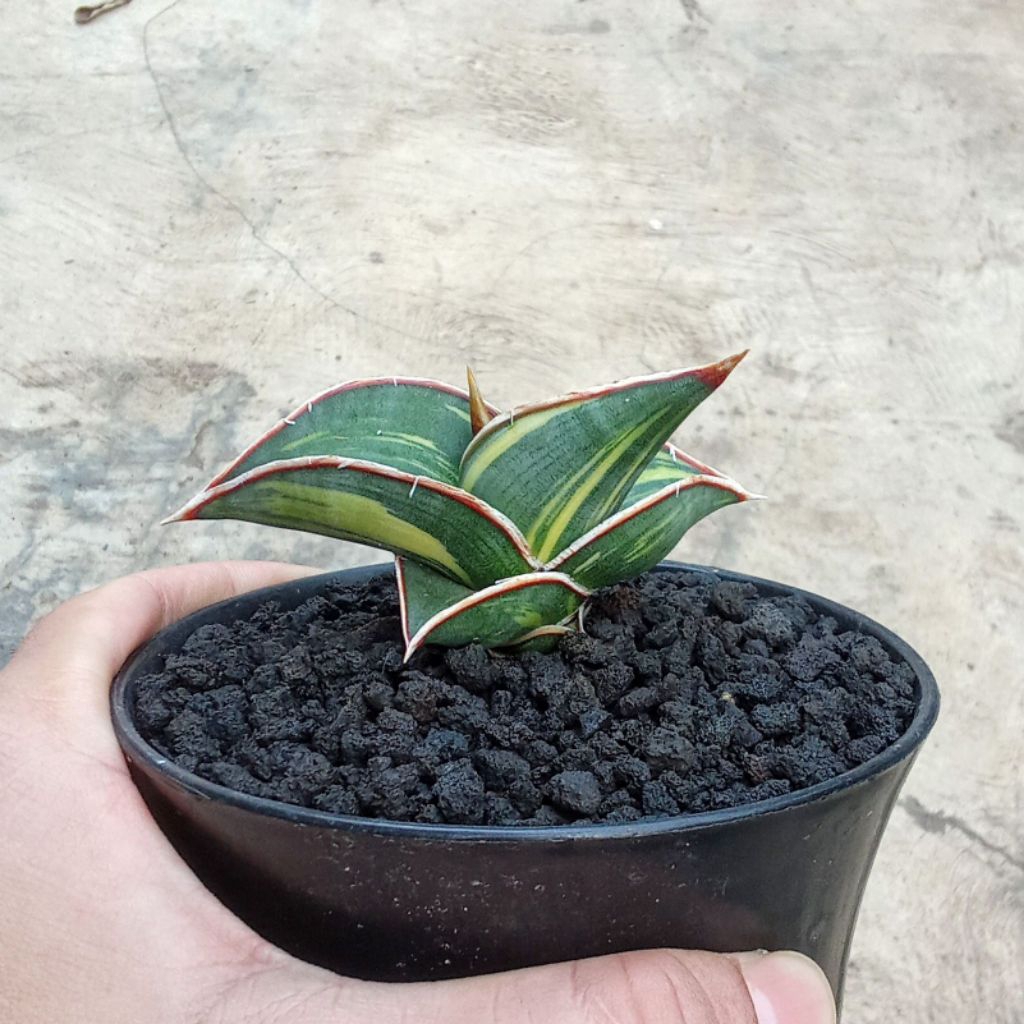 sansevieria rorida varigata