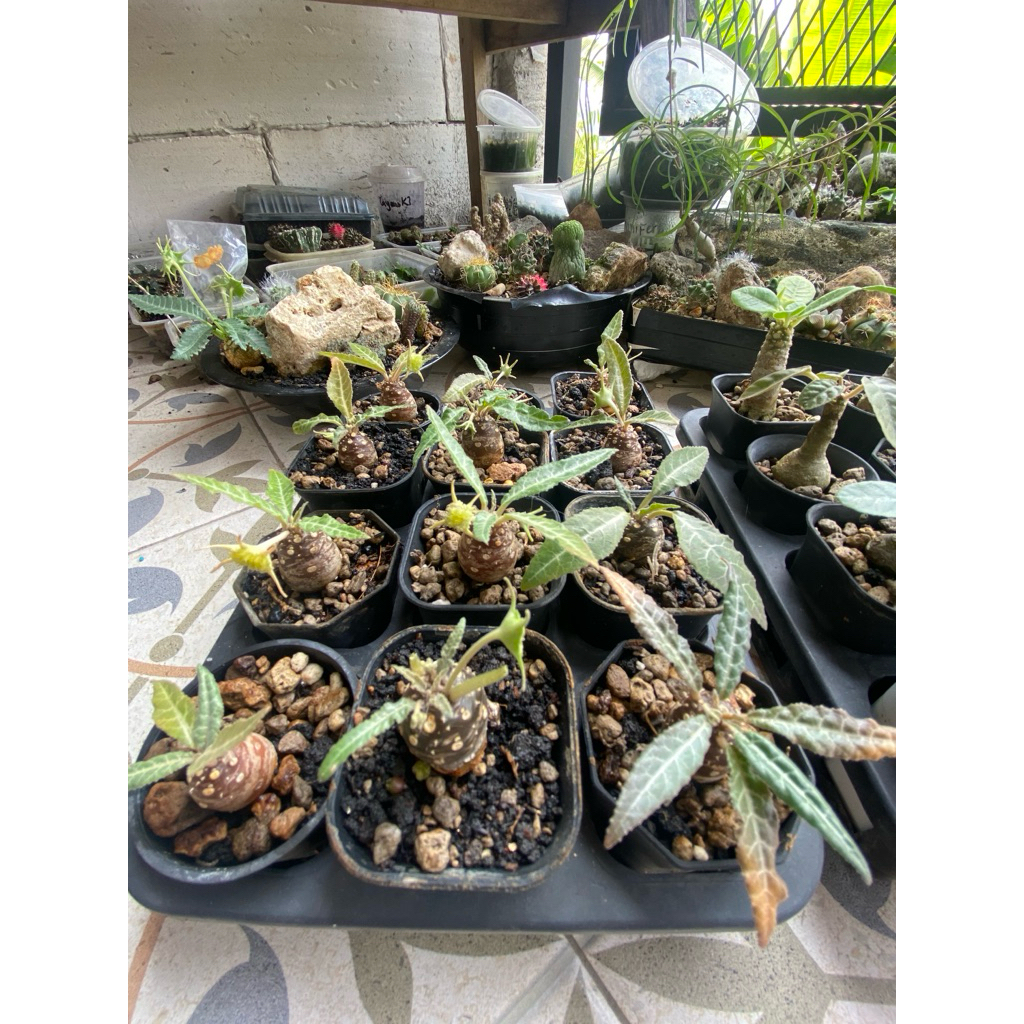 dorstenia lancifolia