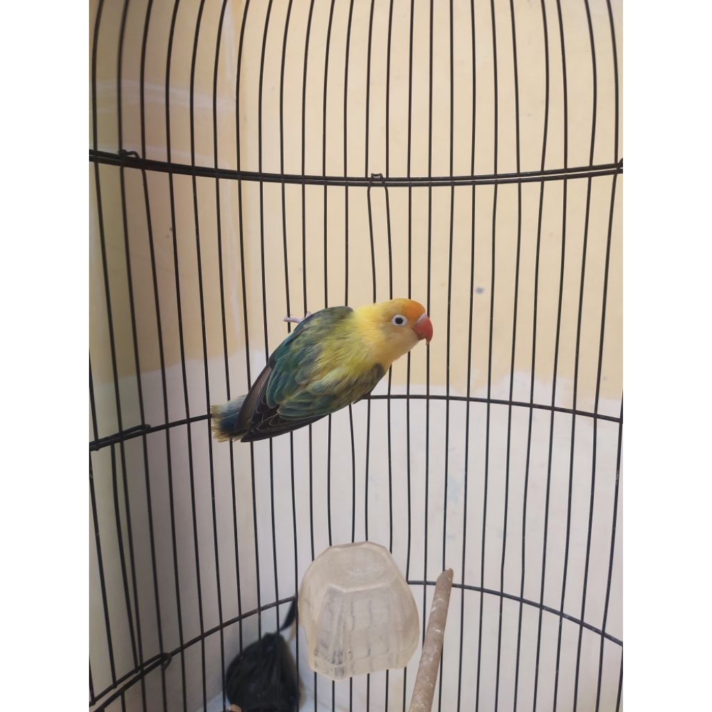 Lovebird biola pb euwing dewasa