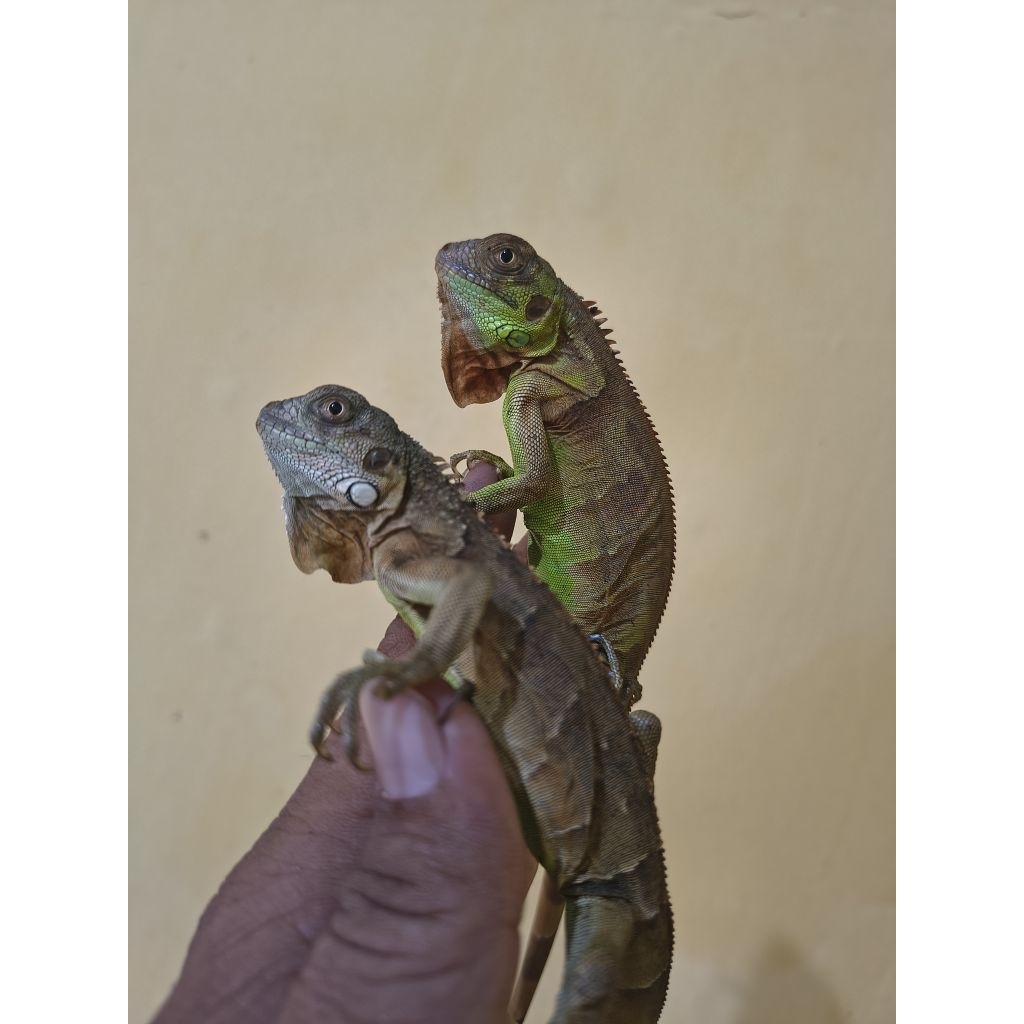 mainan red iguana