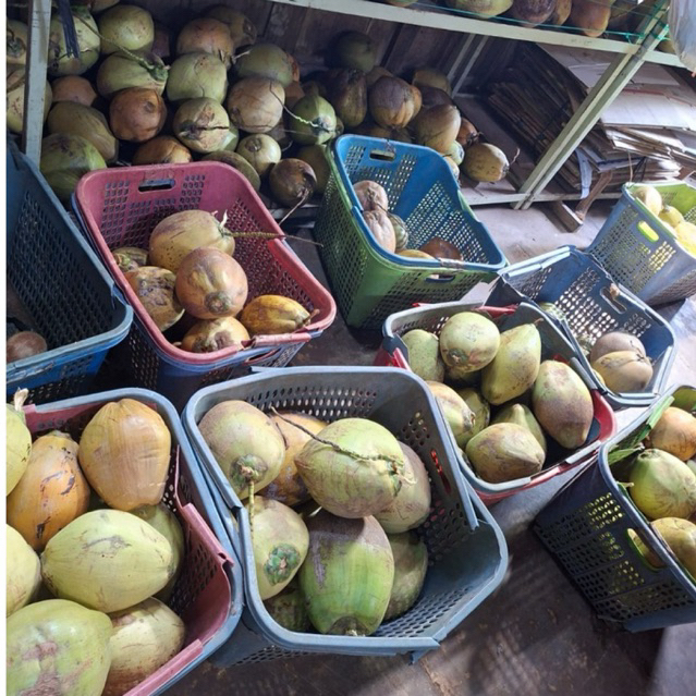 kelapa kopyor pati bergaransi