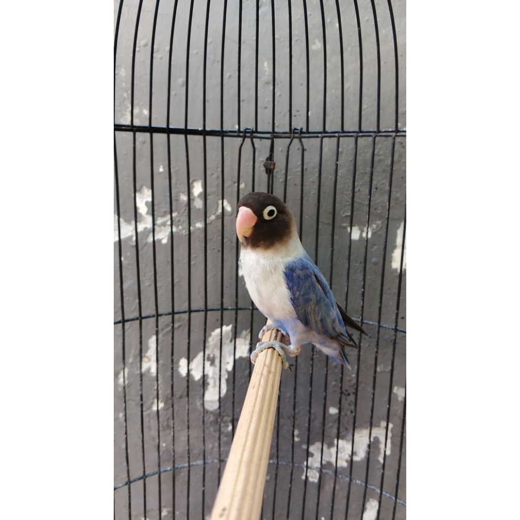 burung Lovebird violet jantan