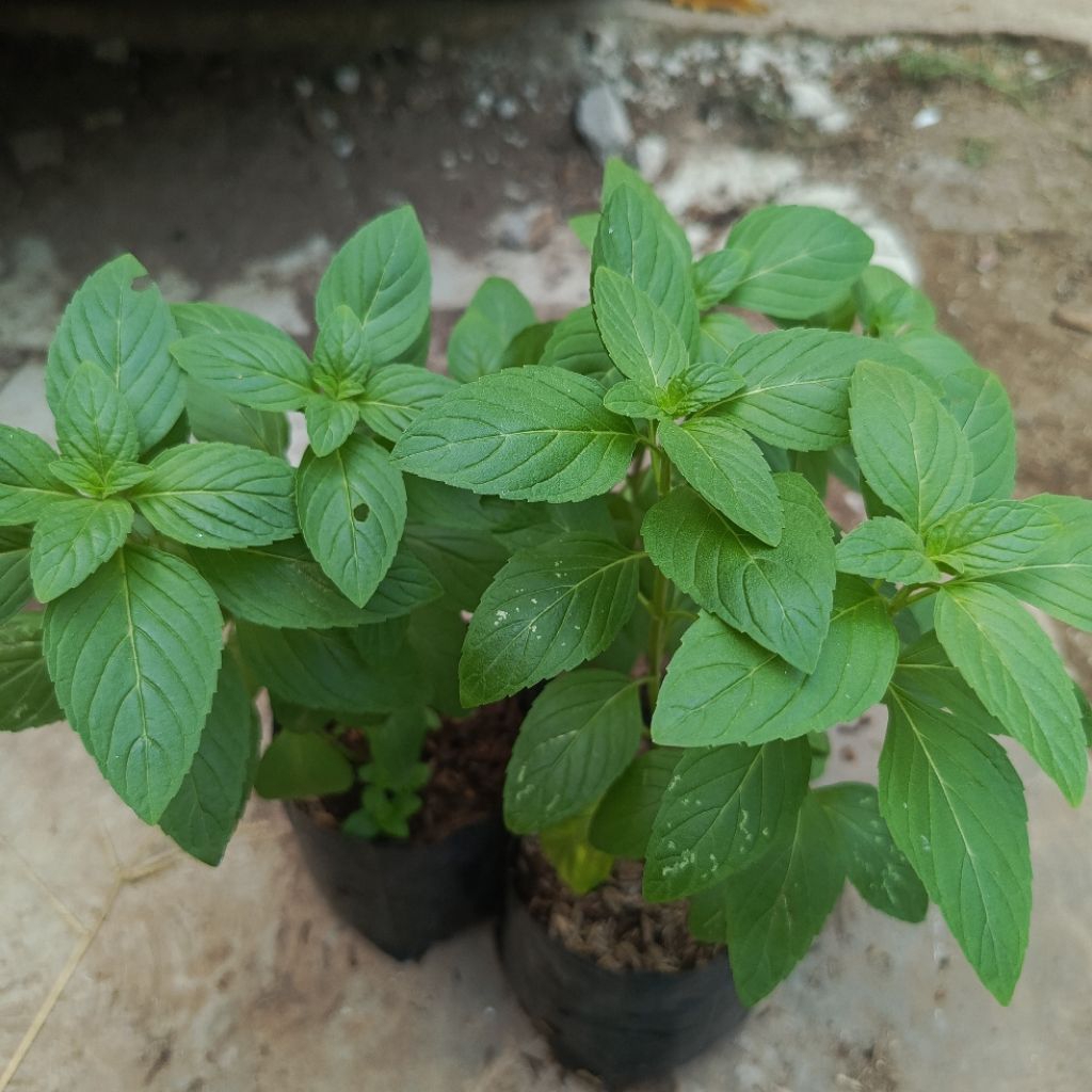 Bibit Tanaman Pepermint - Aroma Mentol Segar Tanaman Mentol
