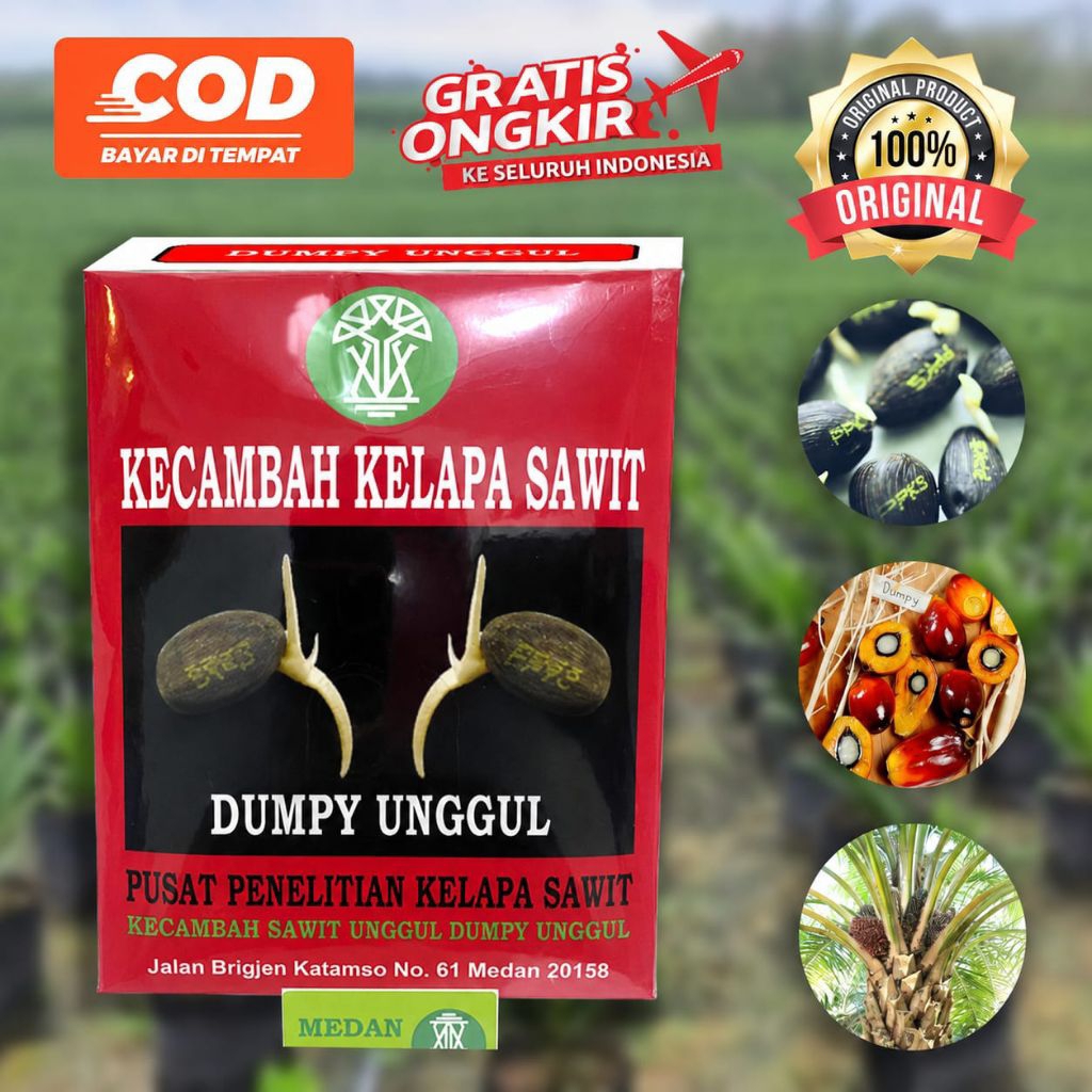 PPKS DXP DUMPY UNGGUL DAN BERSERTIFIKAT RESMI