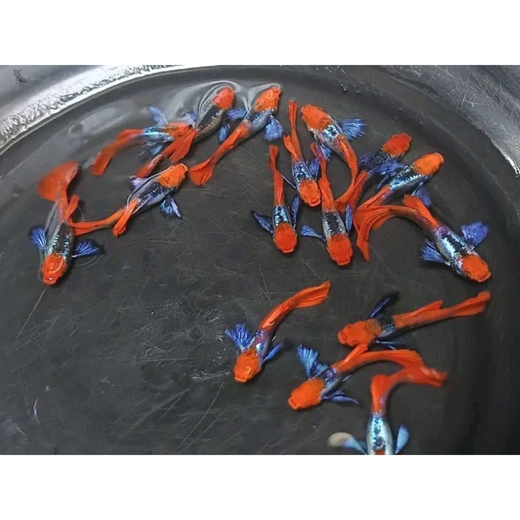 plastik prtde koi