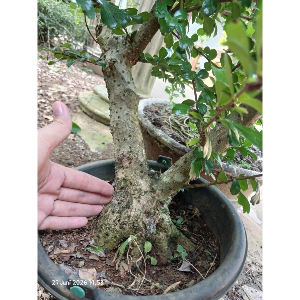 Bonsai hokianti bunga bahan bonsai ukuran besar karakter
