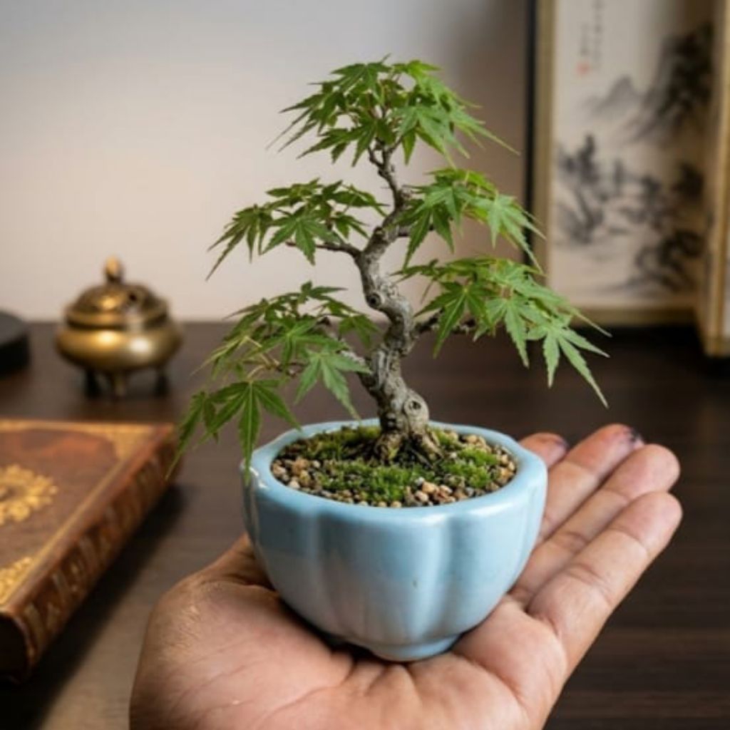 pot bonsai keramik mame model teratai premium