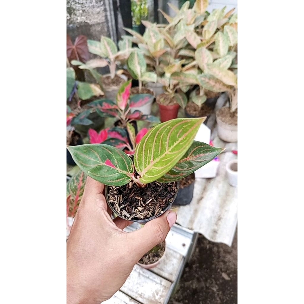 aglonema maeswara