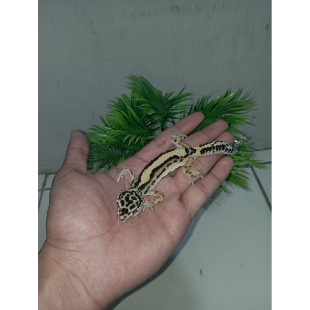 Leopard Gecko Juve Minus