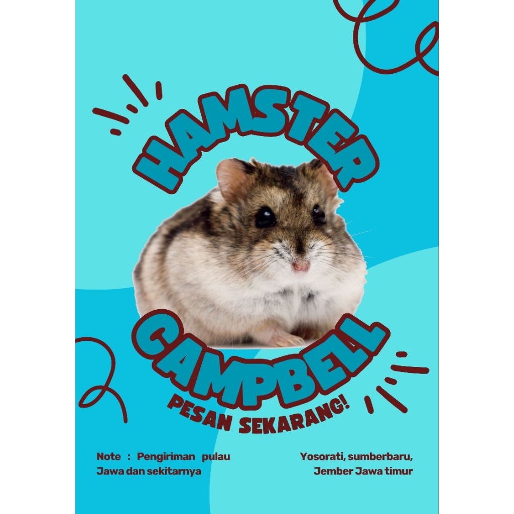 hamster campbell lucu, jinak, mudah dirawat