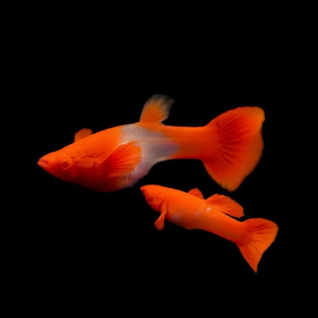 Sepasang Ikan Guppy Albino koi red ear - Hiasan Aquarium Elegan