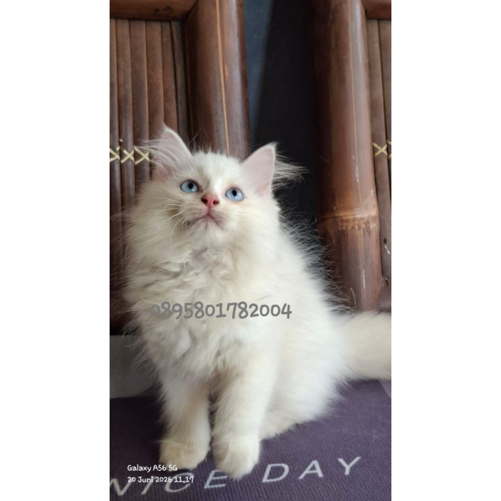 Kitten persia ragdol/kucung persia himalaya/kucing persia putih mata biru