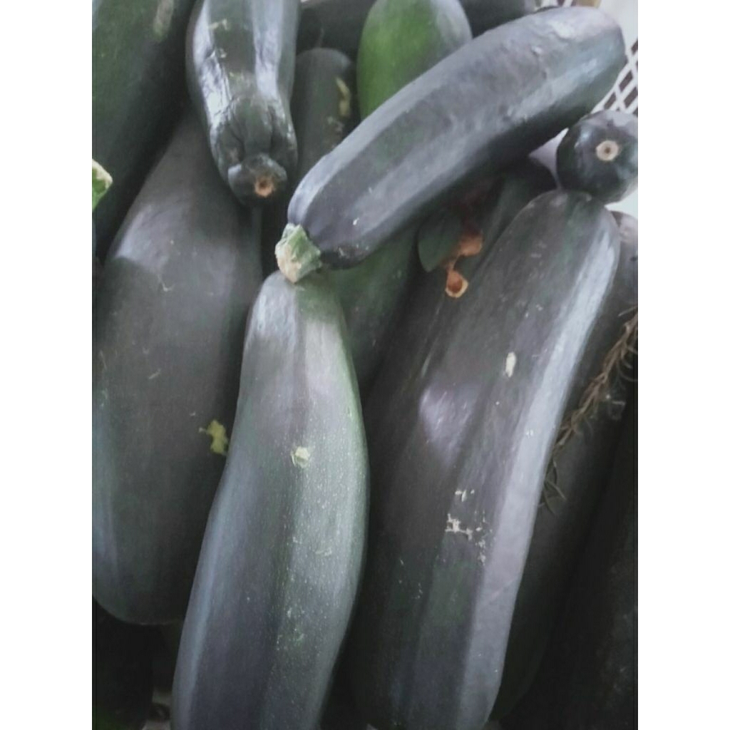 Buah Timun Sukini Zukini zucchini segar