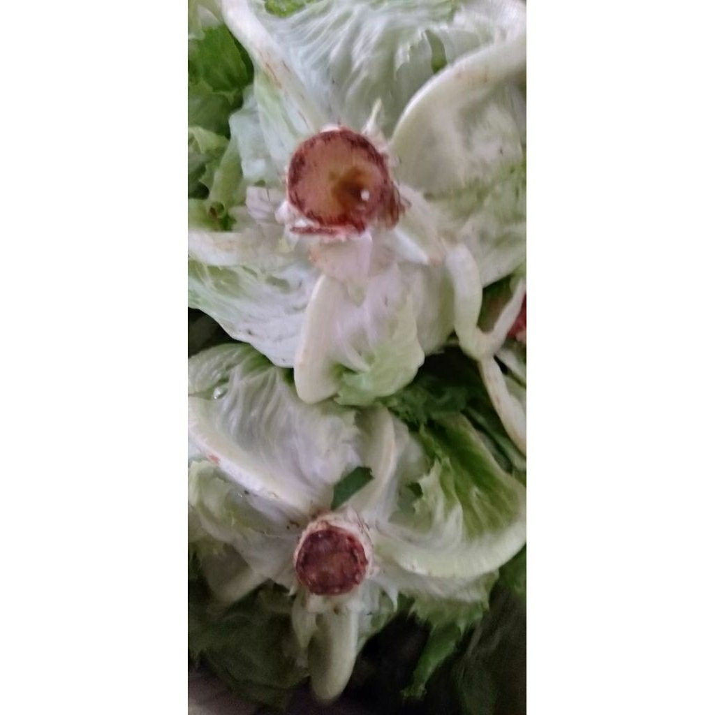 Selada Romin Romain Cos Lettuce segar