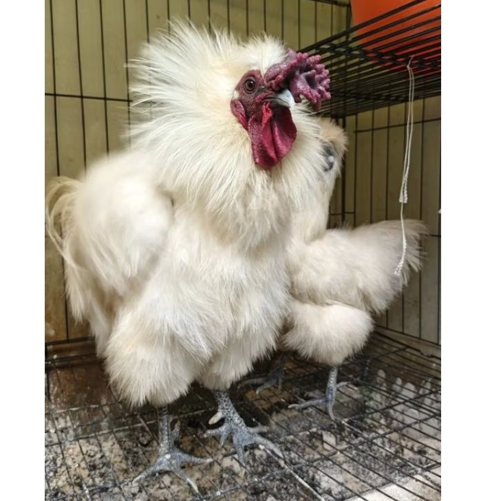 Ayam Kapas Hias Sepasang umur 6 bulan sudah bertelur