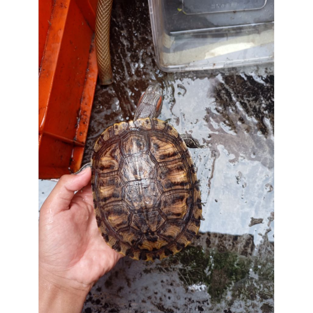 hiasan taman Kura Brazil 10cm