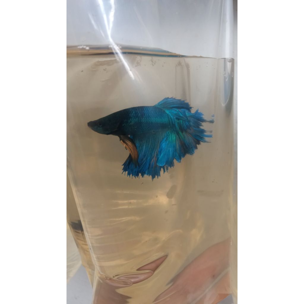 Cupang halfmoon rosetail