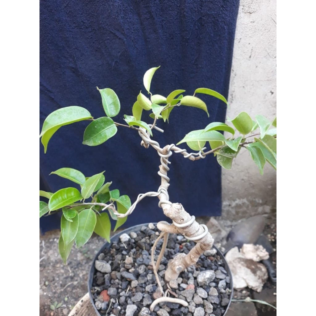 Bonsai Bahan Beringin Arjuna Unik Sesuai Foto