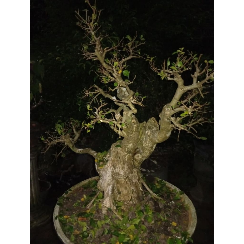bahan bonsai serut jumbo taman bonsai