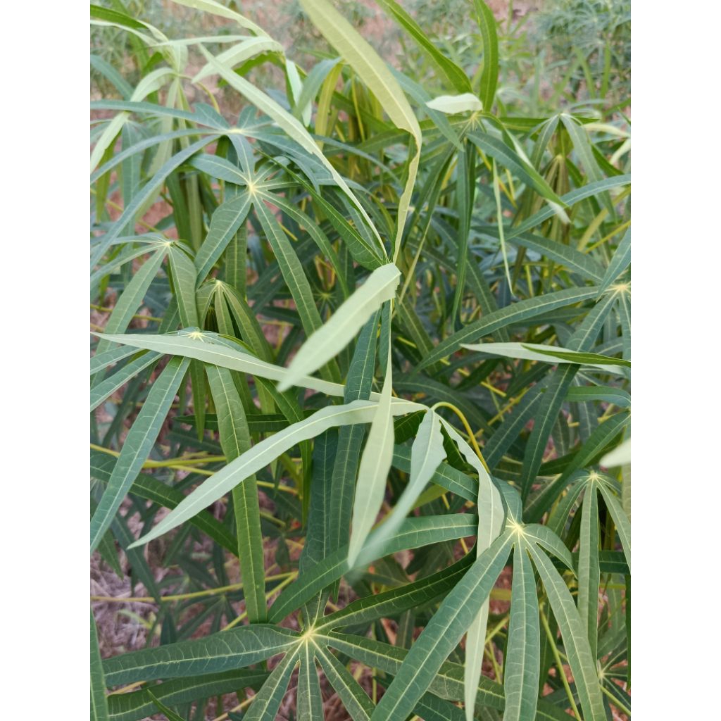 Bibit Singkong Sayur Daun Sempit / Daun Kecil (Singkong Arab) - Panjang 20 cm, Siap Tanam & Bergaran