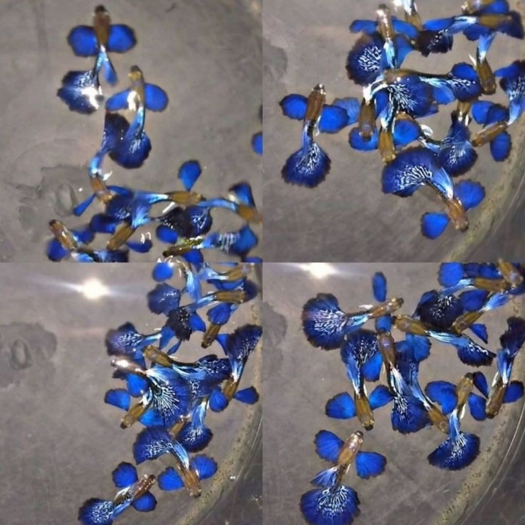 Hiasan Aquarium Guppy Purple dragon Dumbo ear Indukan sepasang Ikan