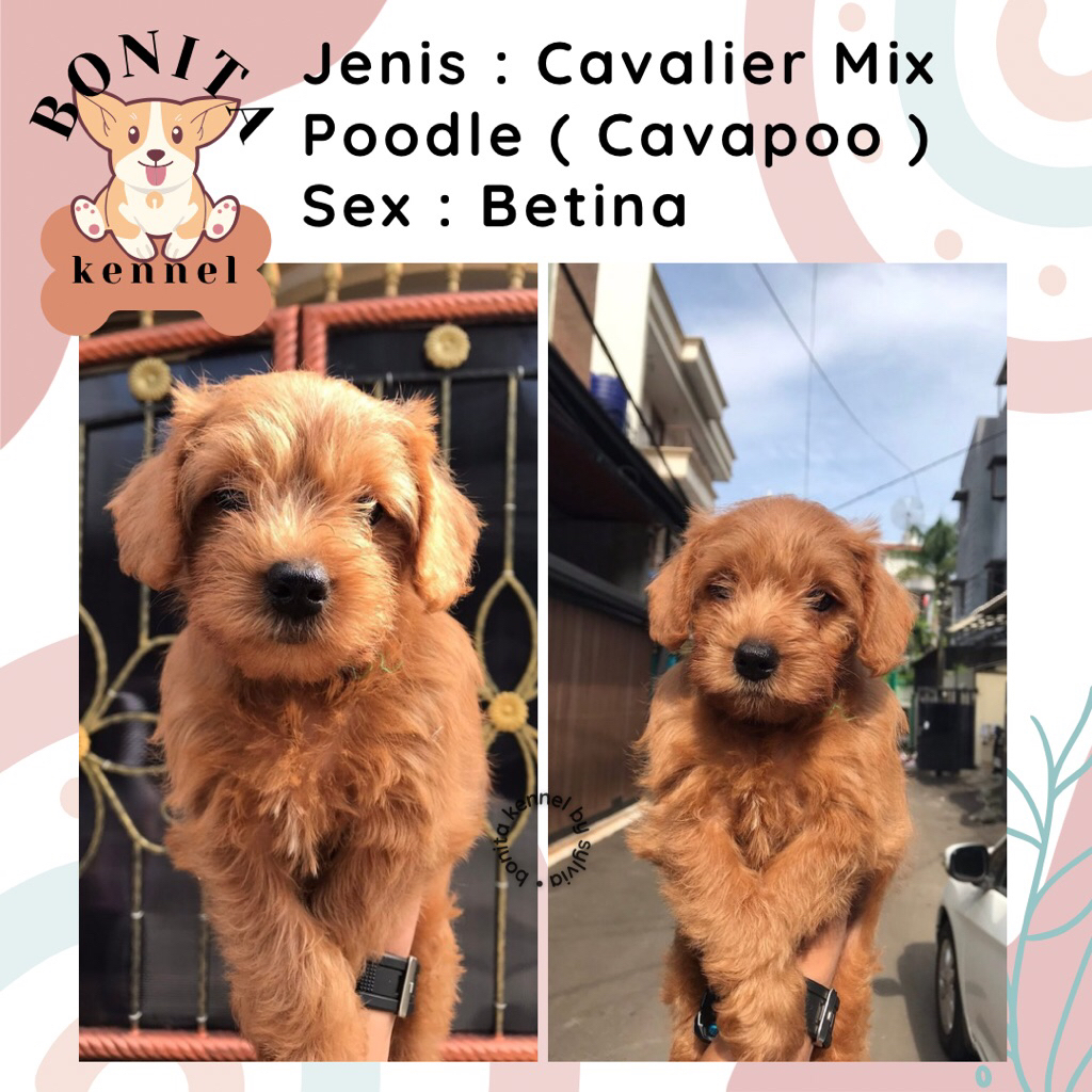 Cavalier King Charles Spaniel Mix Poodle Cavapoo Anjing Cavalier Jantan Betina Poodle
