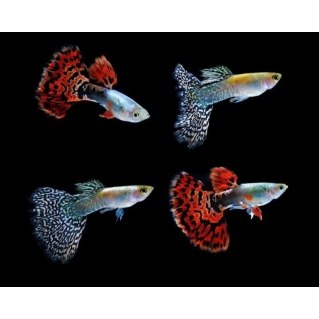 Aksesoris Aquarium Stiker Guppy Cobra Guppy Batik Only Male Hanya Jantan Saja Hiasan Aquarium |Ikan 