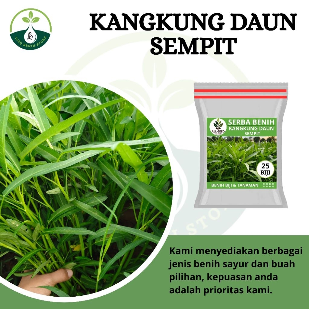 { 25 BIJI } Benih kangkung daun sempit / bibit kangkung / kangkung hidroponik / benih kangkung serib