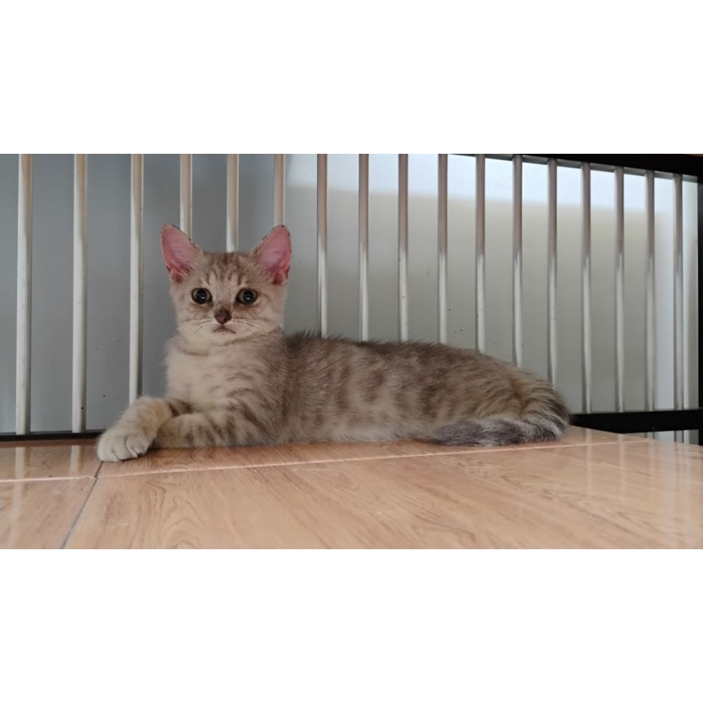 kitten british shorthair