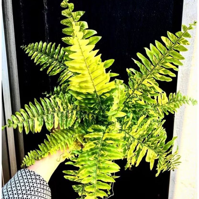 Bibit Tanaman Hias Pakis Boston Varigata Unik