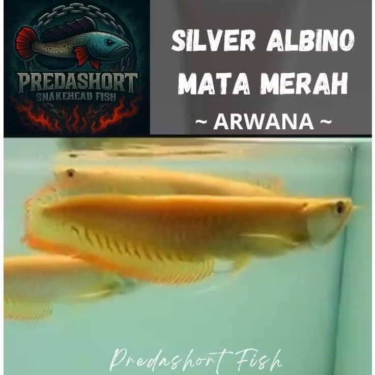 ikan Hias Arwana Silver Albino "dragon fish" premium bergaransi