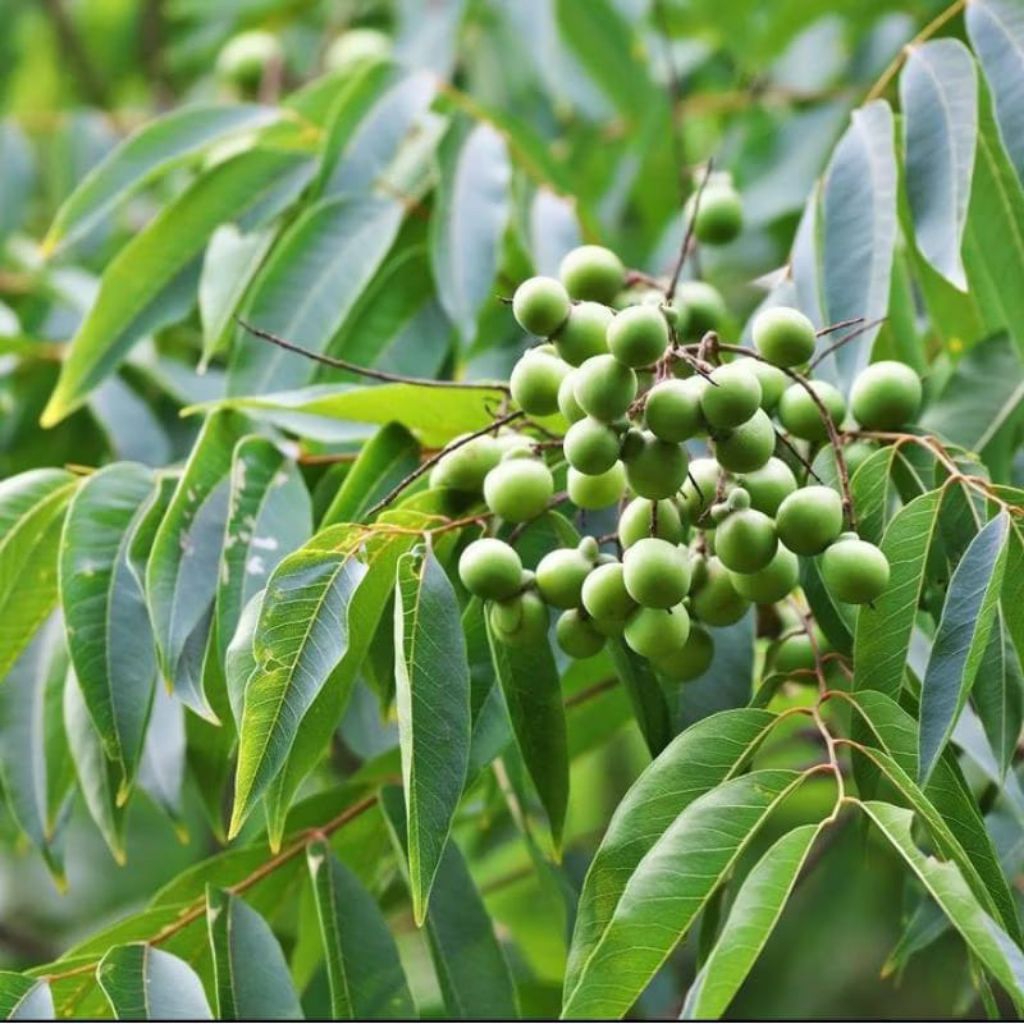 Bibit Tanaman Lerak (Sapindus rarak) Tanaman Herbal Sabun Tradisional Alami Ramah Lingkungan