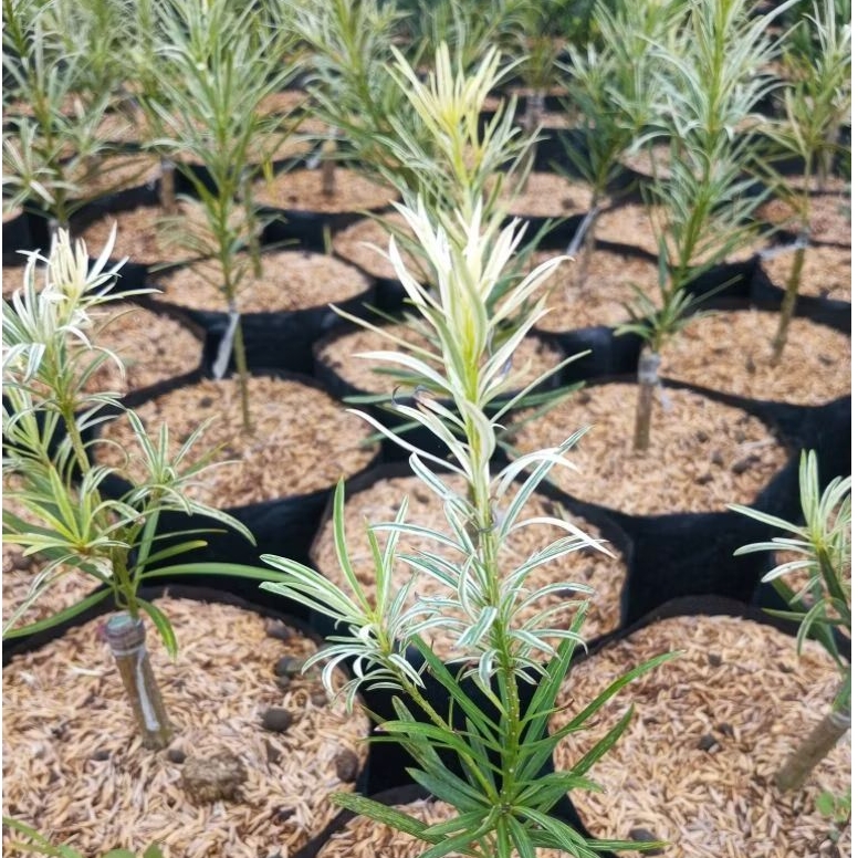 Bibit Tanaman Hias Louhansung Varigata Langka