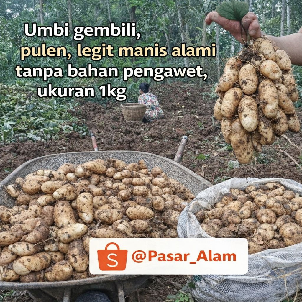 Gembili / umbi gembili mentah Siap rebus 1kg