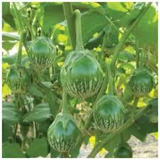 Bibit tanaman terong hijau lalapan/terong bulat hijau lalapan