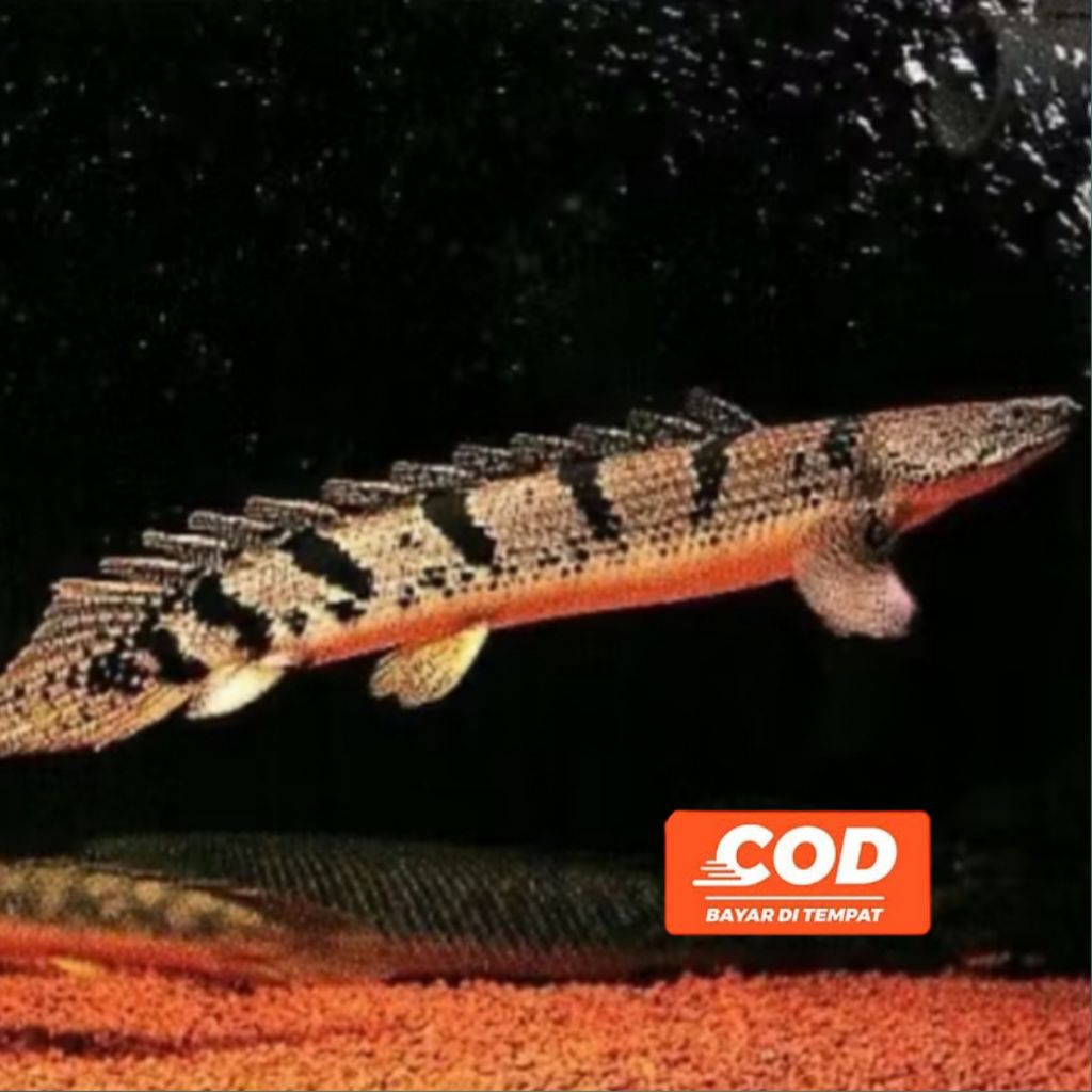 Ikan Hias Palmas Endlicheri Ikan Naga Air Motif Unik Polypterus Endlicheri