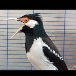 BURUNG JALAK SUREN ANAK MUDA PILIHA JANTAN SUPER BERGARANSI