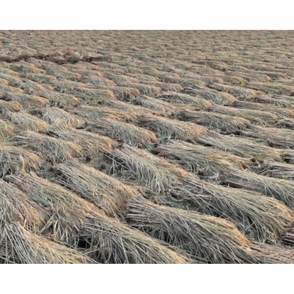 jerami padi kering 1 kg