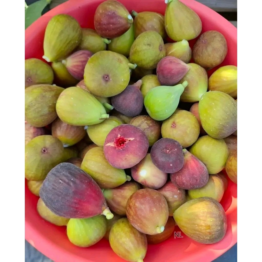 bibit pohon buah tin sehat sudah dipolibag siap tanam